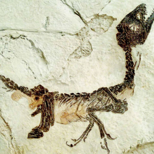 Fossile di Scipionyx samniticus