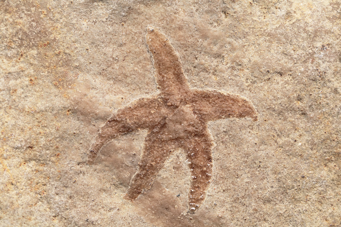 Pietraroja, una storia lunga 100 milioni di anni | Viaggio nel Geosito 1